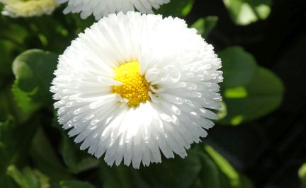 Wechselbild der Gemeinde